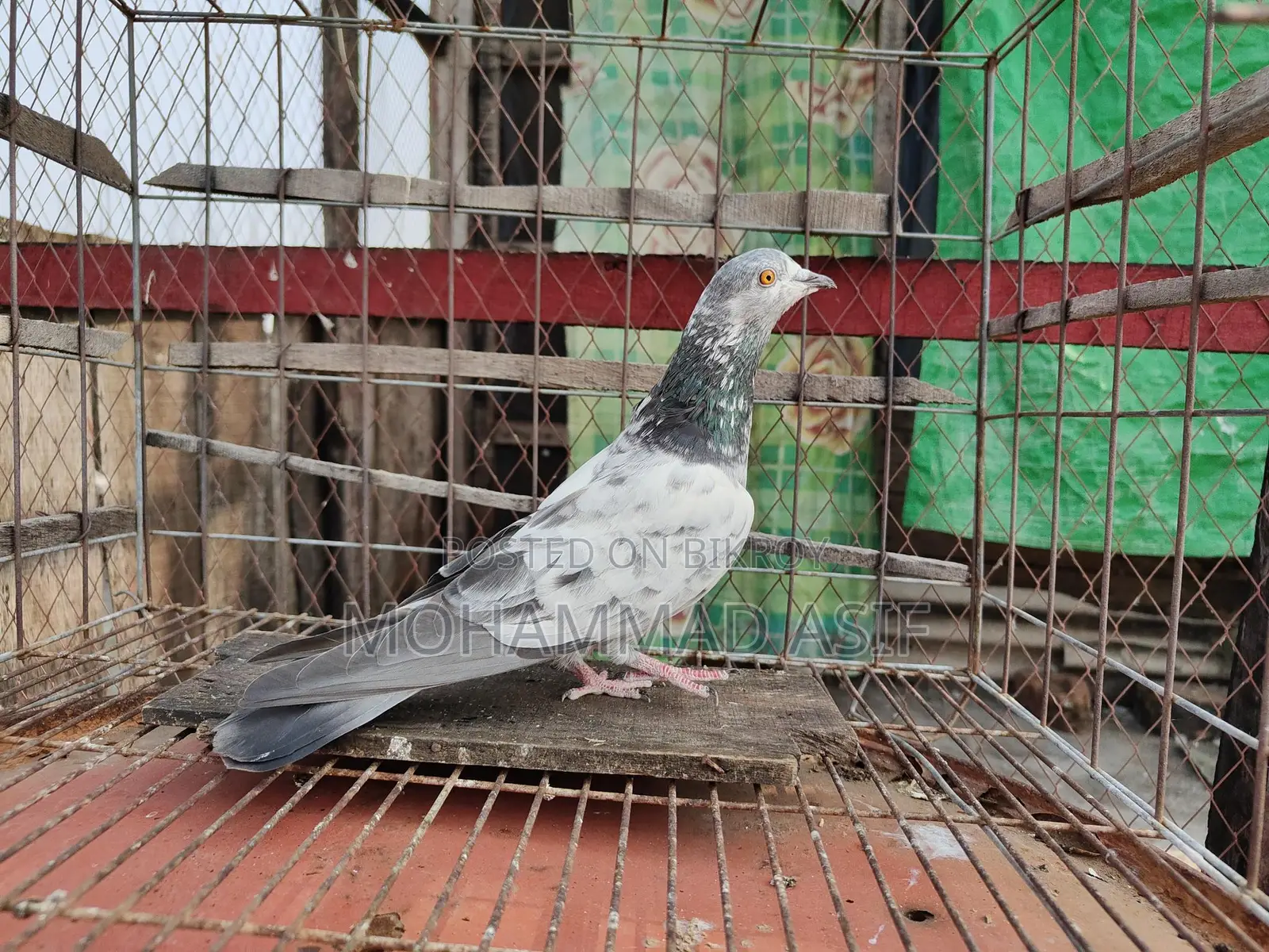Nepali Female Bird (Running)