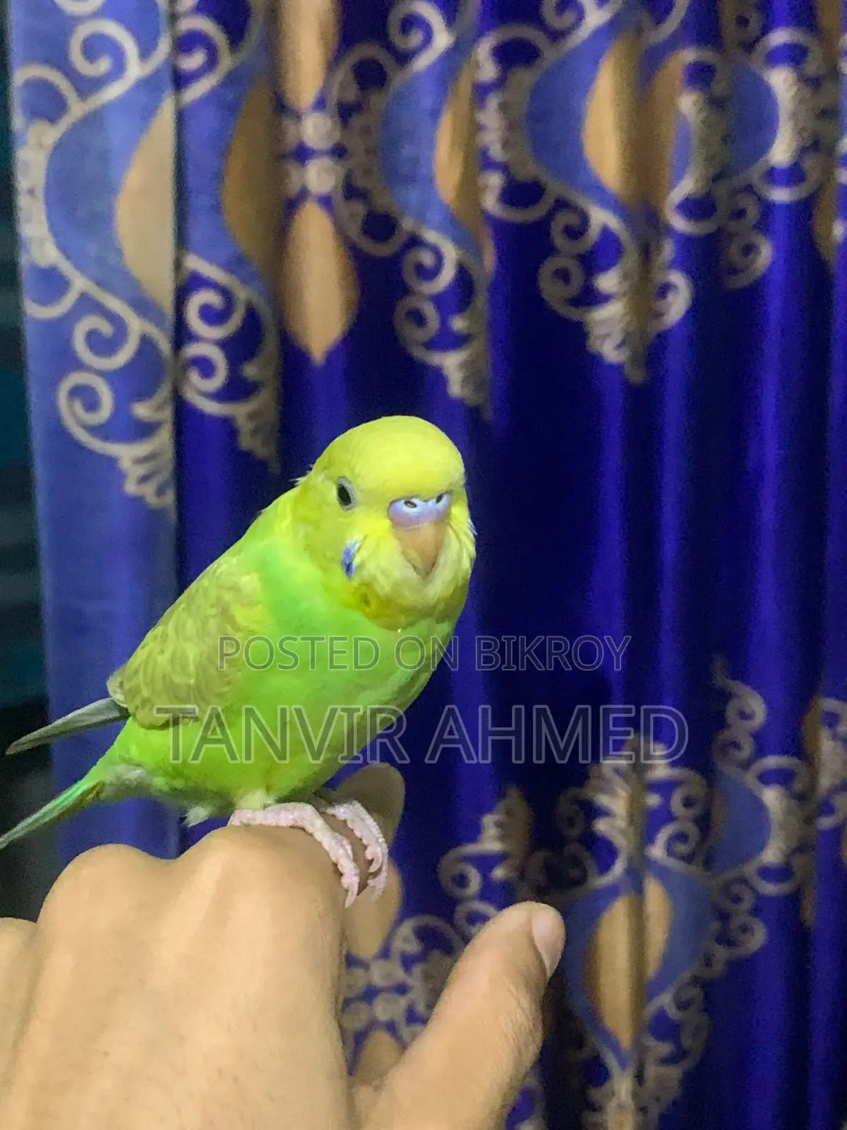 ফুল টেম