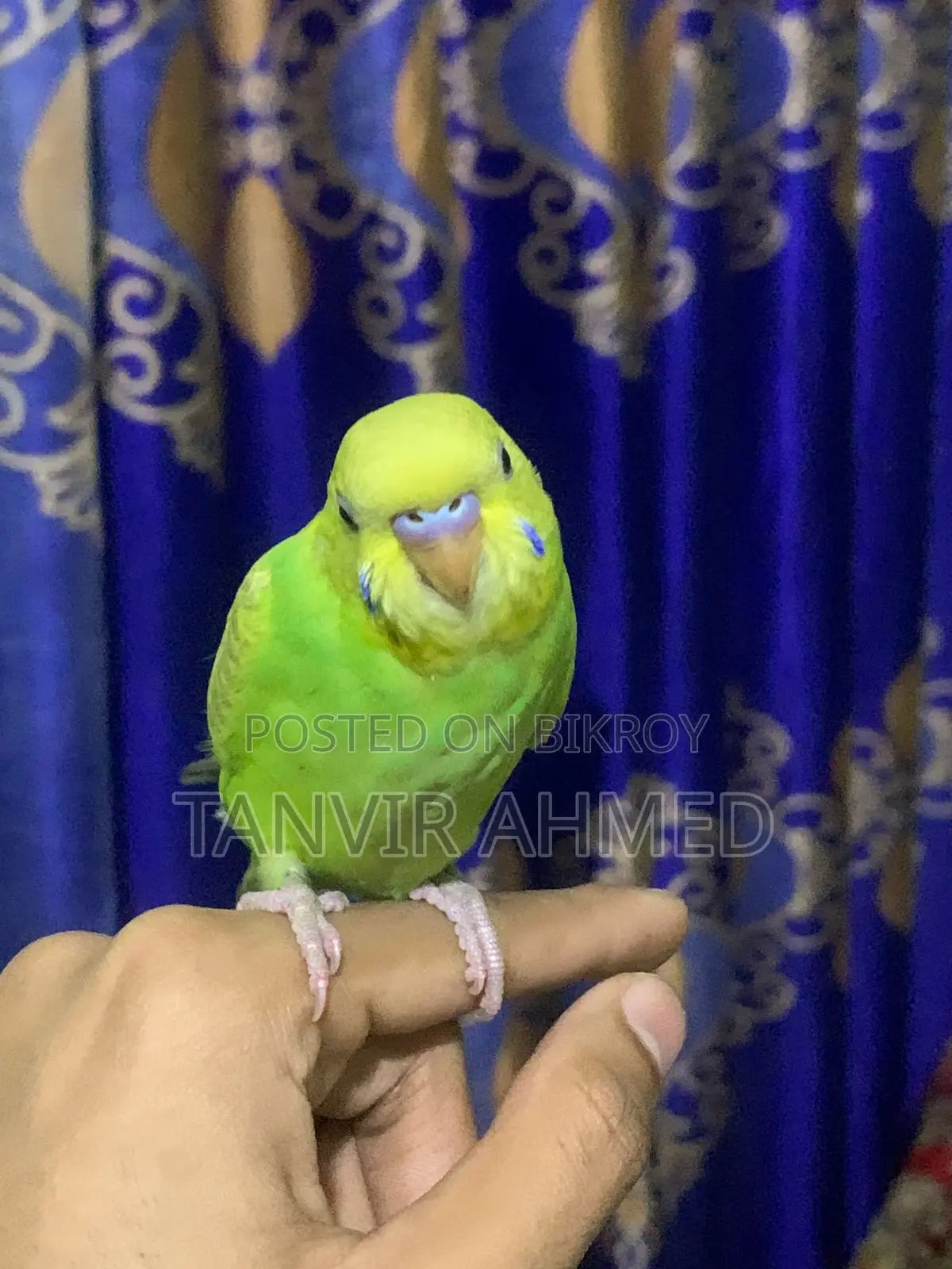 ফুল টেম