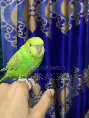 ফুল টেম