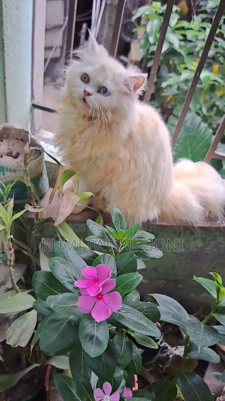 পার্সিয়ান বিড়াল
