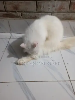 Persian Cat