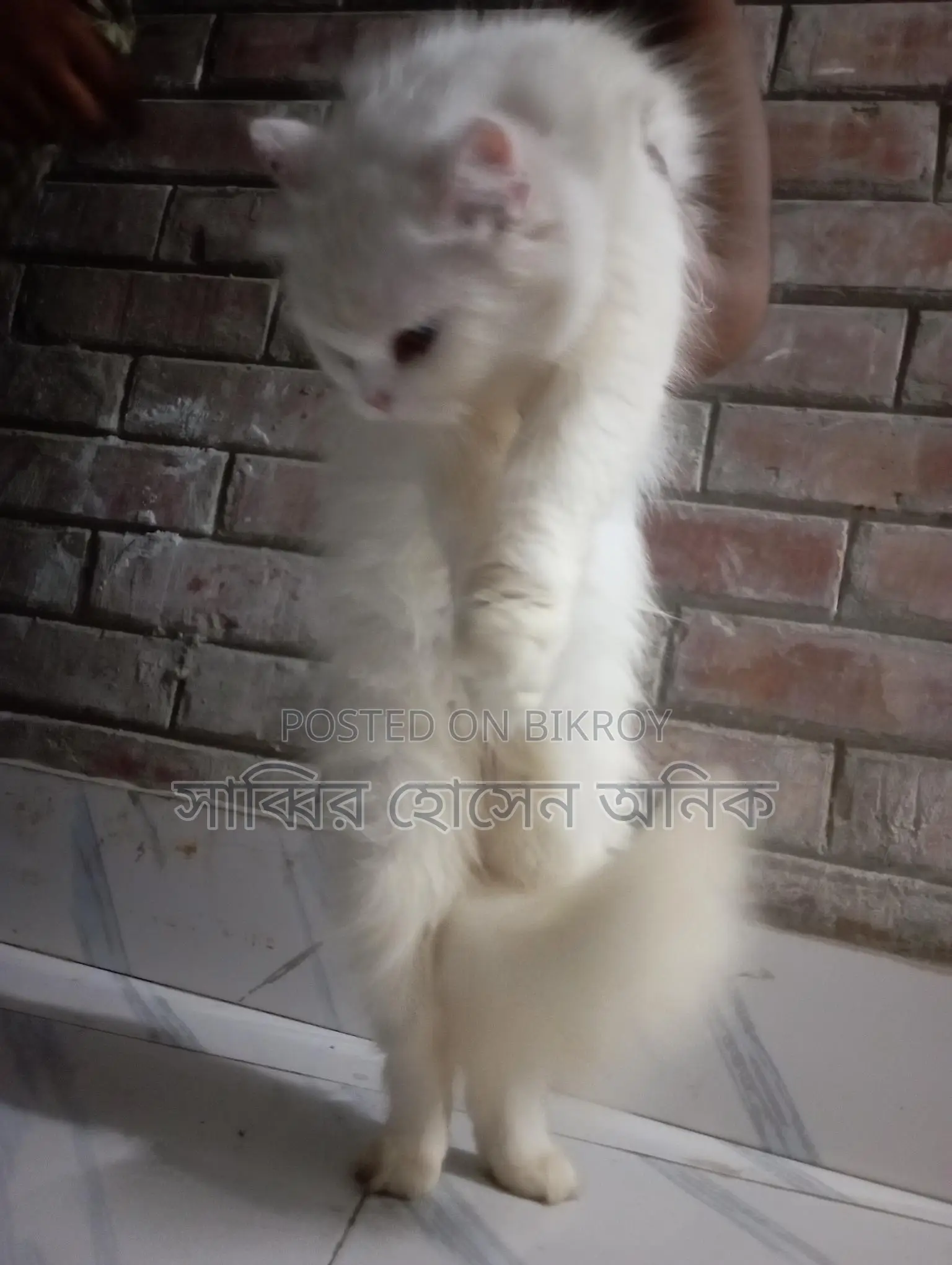 Persian Cat