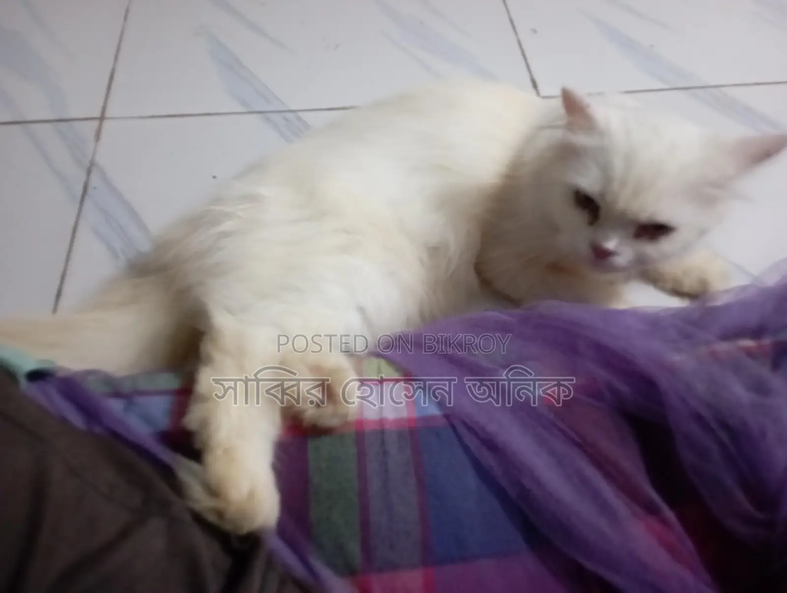 Persian Cat