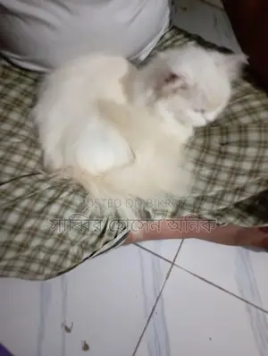 Persian Cat