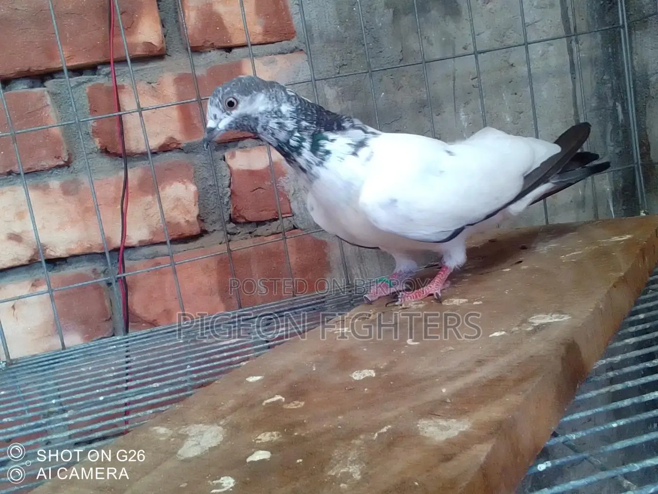 Sialkoti Male Pigeon for Sale