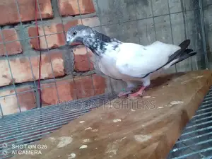 Sialkoti Male Pigeon for Sale