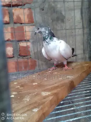 Sialkoti Male Pigeon for Sale