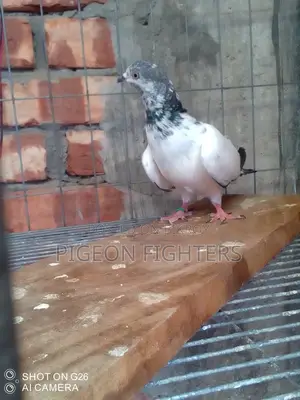 Sialkoti Male Pigeon for Sale