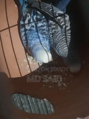 Budgerigar Birds
