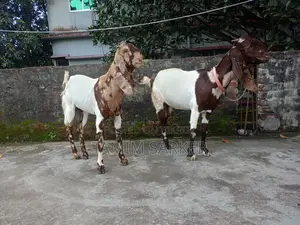 Tota Puri x Beetle Goat