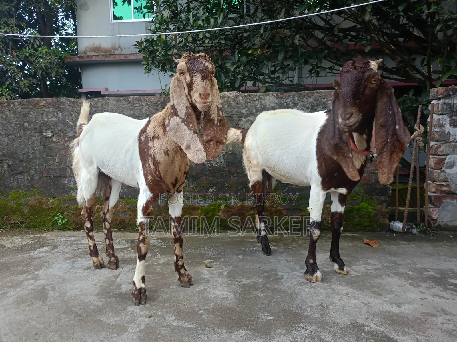Tota Puri x Beetle Goat