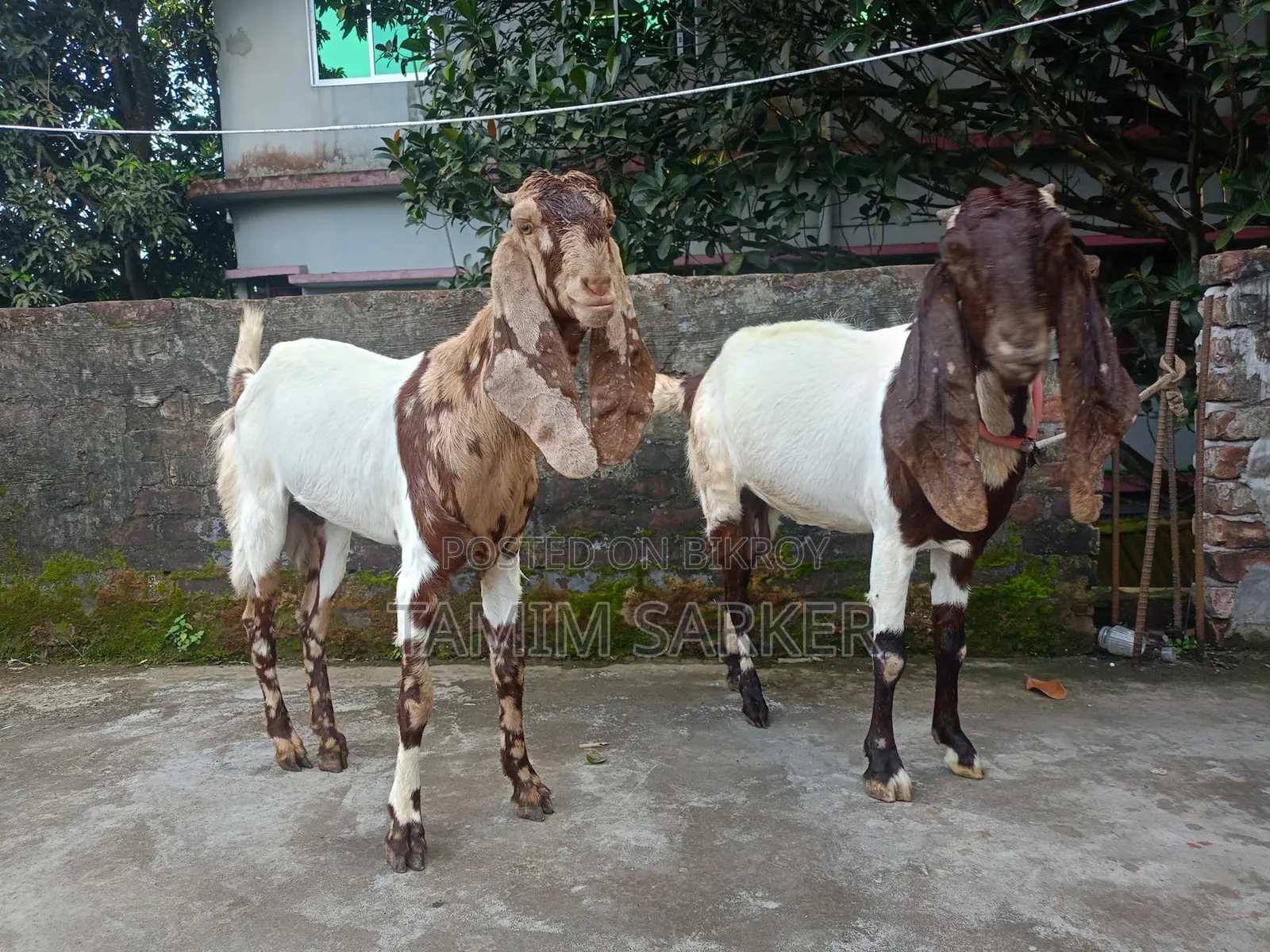 Tota Puri x Beetle Goat