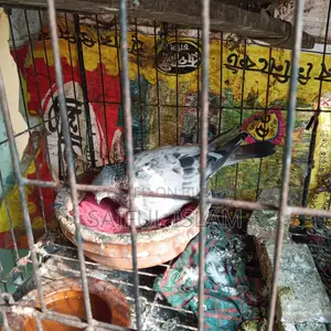 Huma Racer Pigeon