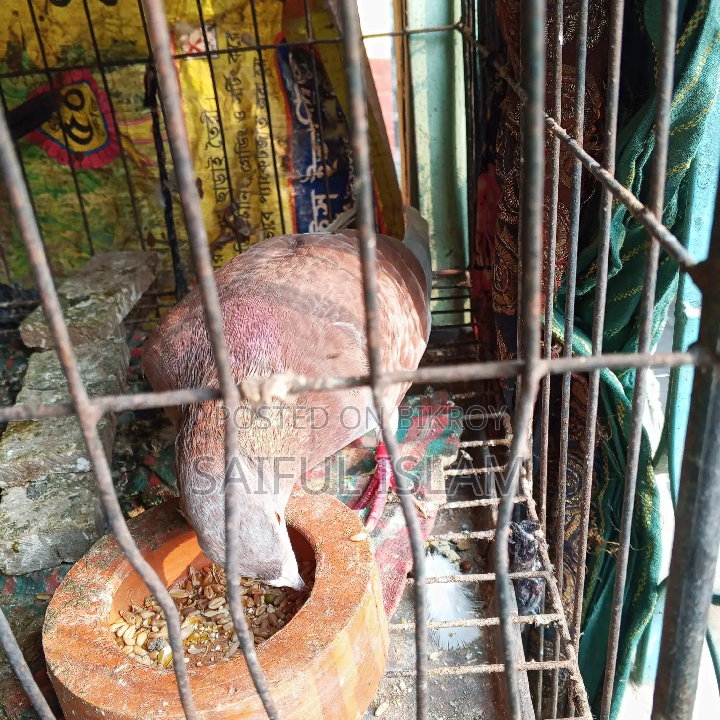 Huma Racer Pigeon