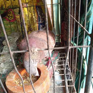 Huma Racer Pigeon