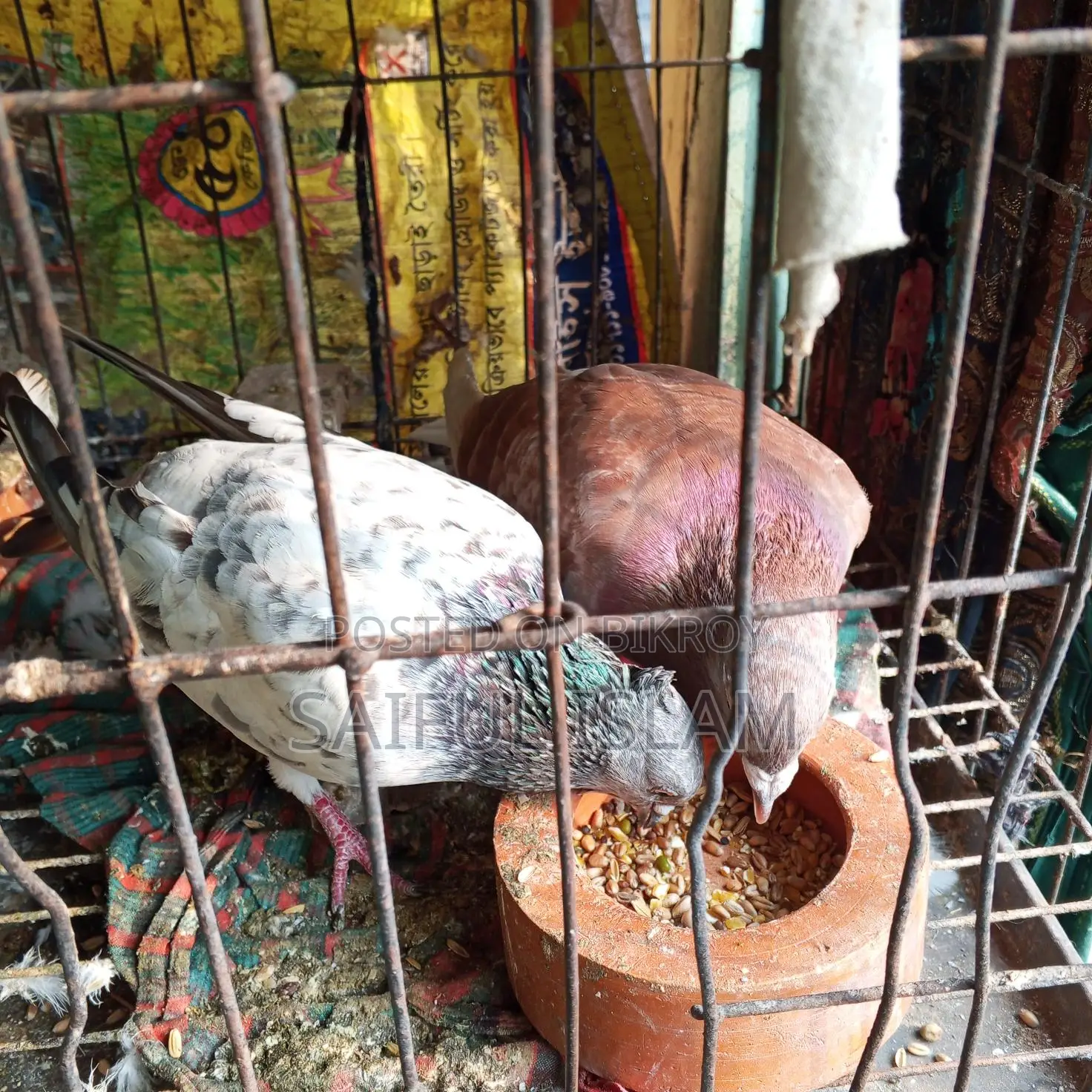 Huma Racer Pigeon