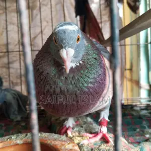 হুমা রেসার কবুতর