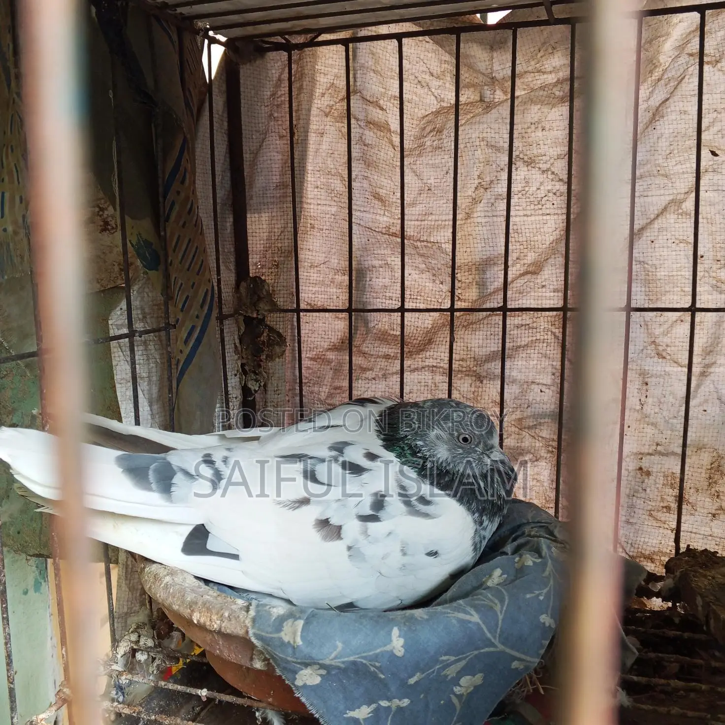 Huma Racer Pigeon