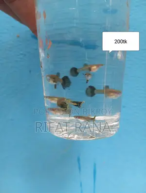 Guppy, Molly, Long Finn Zebra