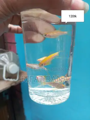 Guppy, Molly, Long Finn Zebra