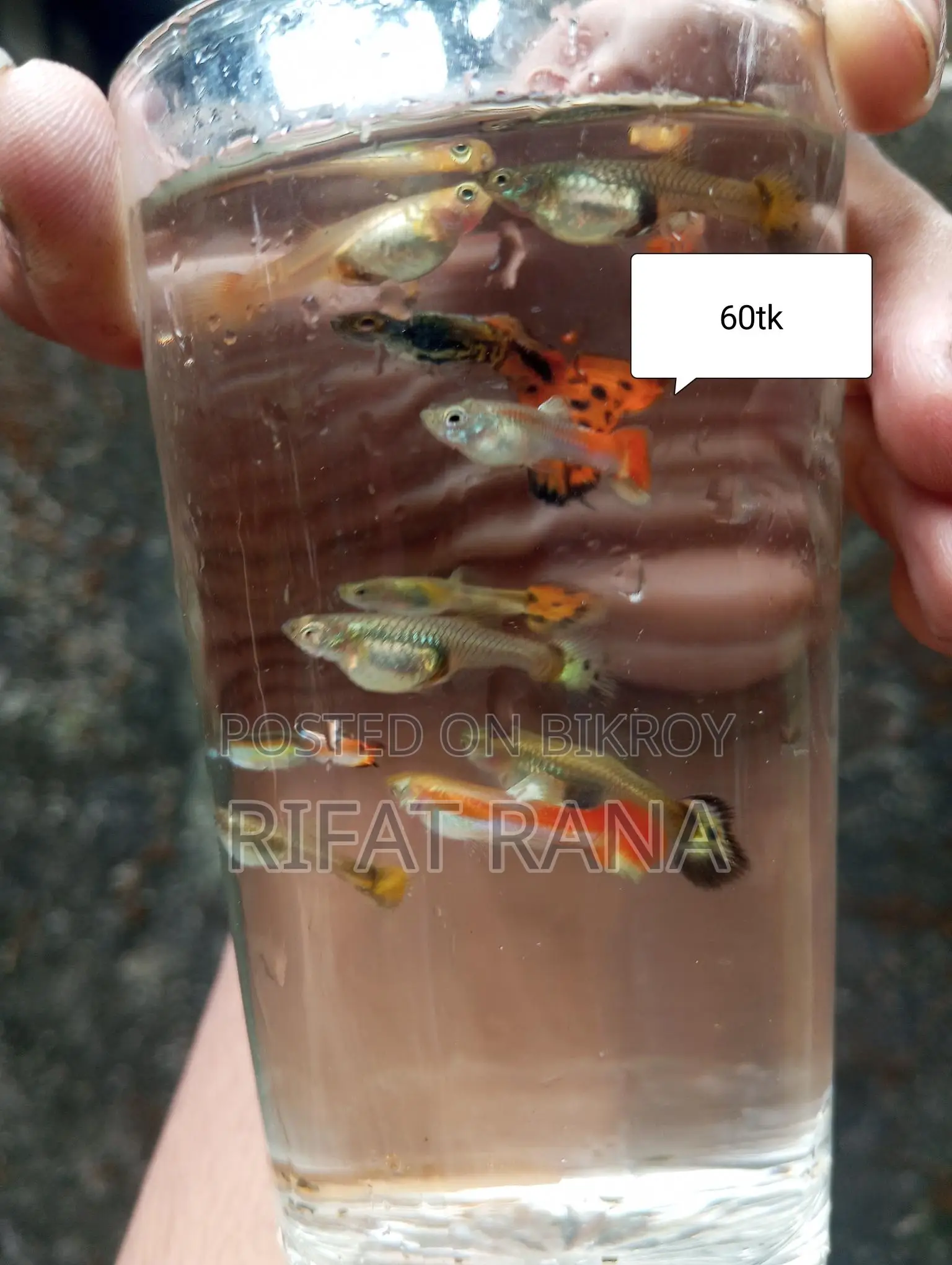 Guppy, Molly, Long Finn Zebra