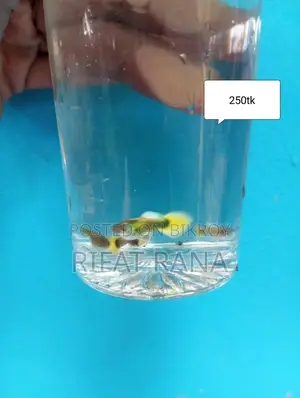 Guppy, Molly, Long Finn Zebra