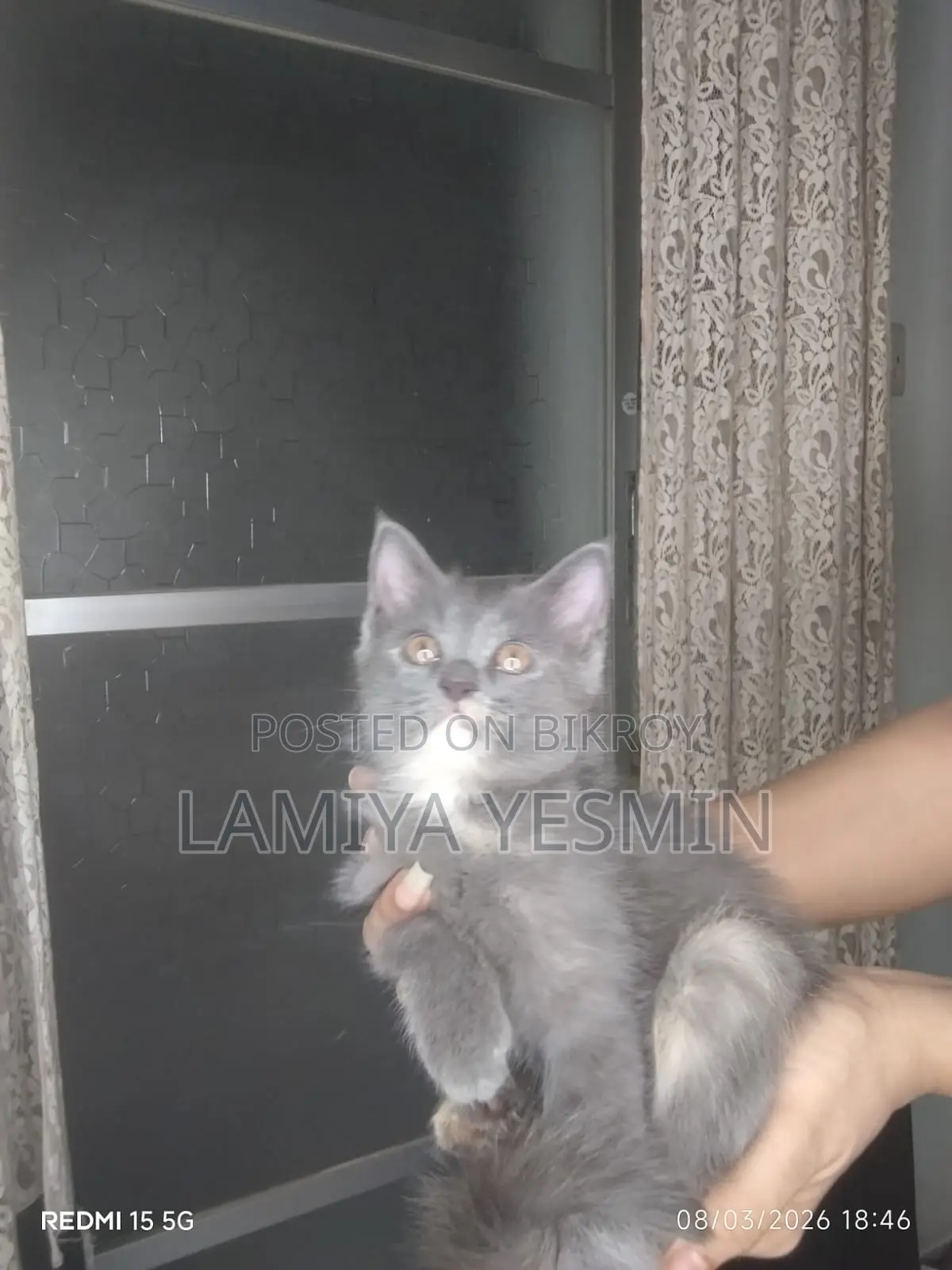 Cat for Sale