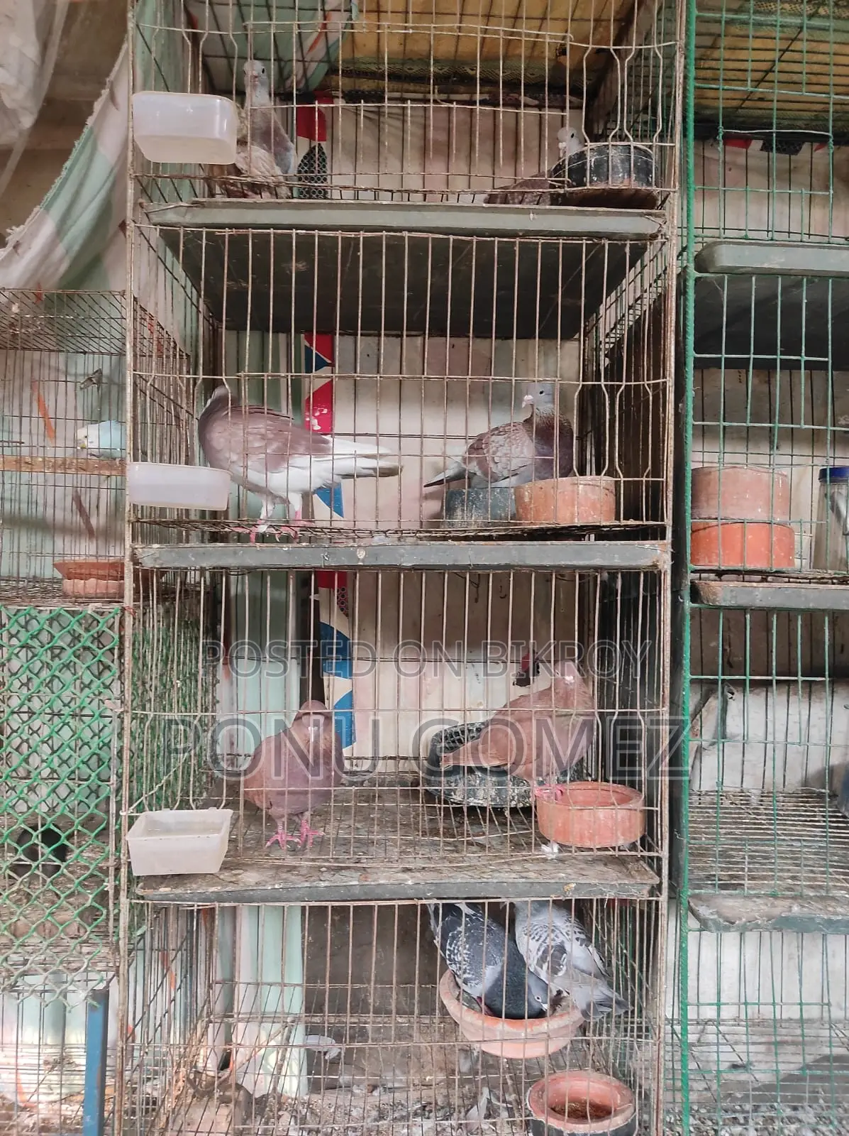Racer Pigeons
