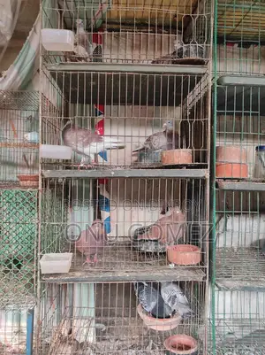 Racer Pigeons
