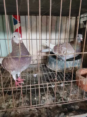 রেসার কবুতর