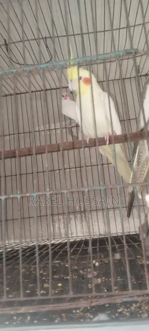 Cockatiel Running Pair