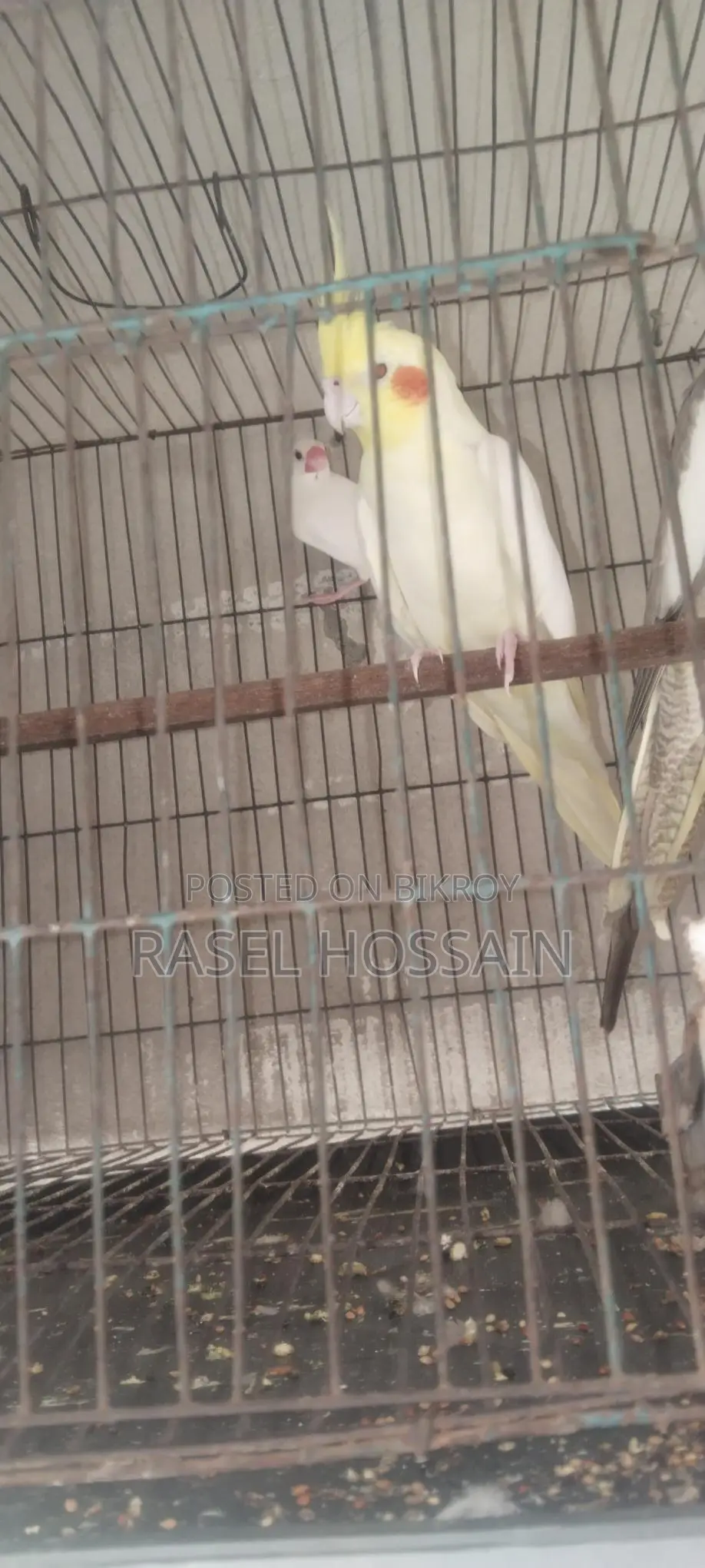Cockatiel Running Pair