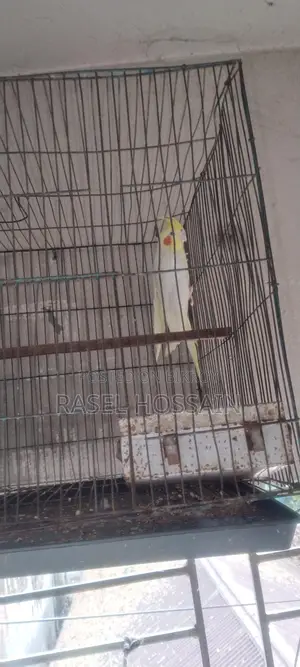 Cockatiel Running Pair
