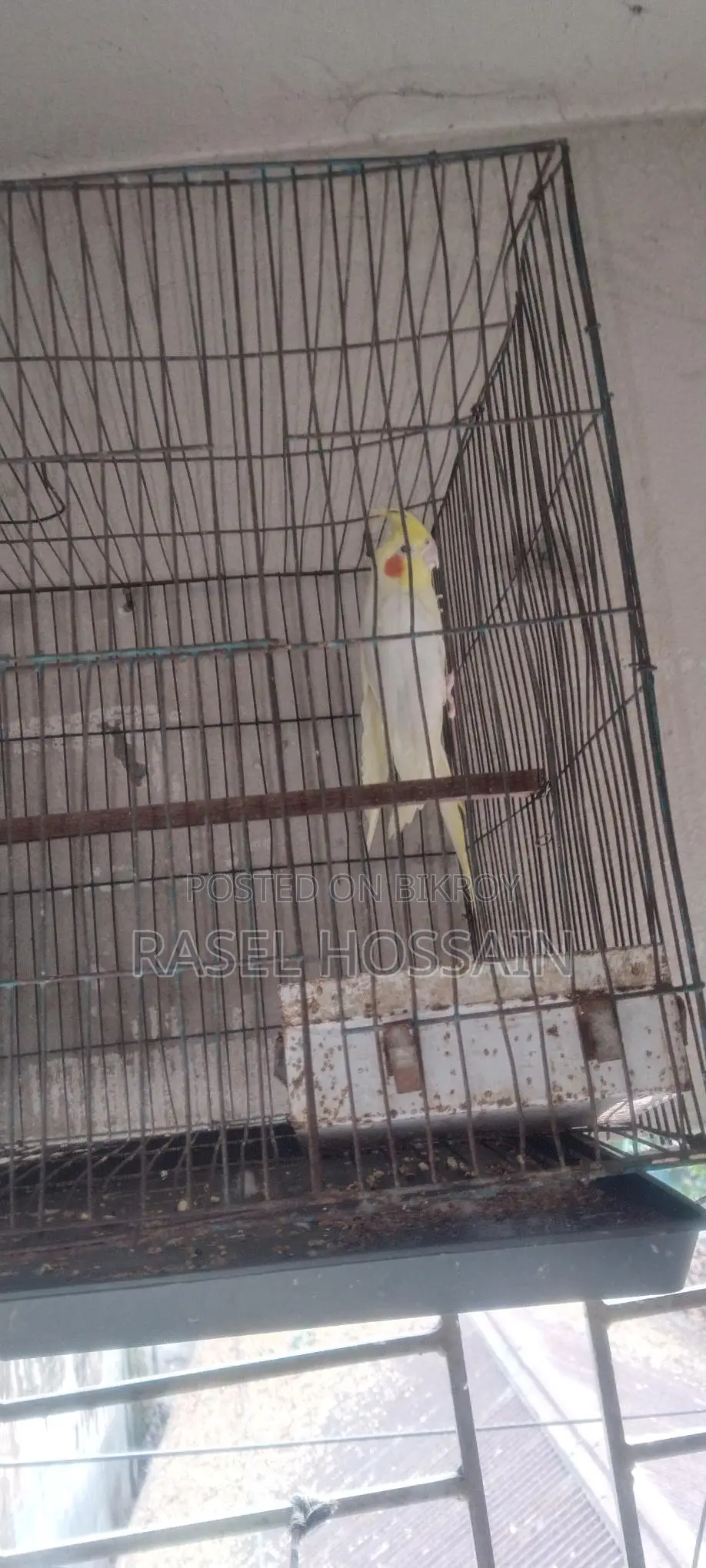 Cockatiel Running Pair