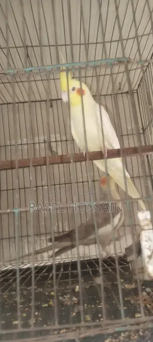 Cockatiel Running Pair