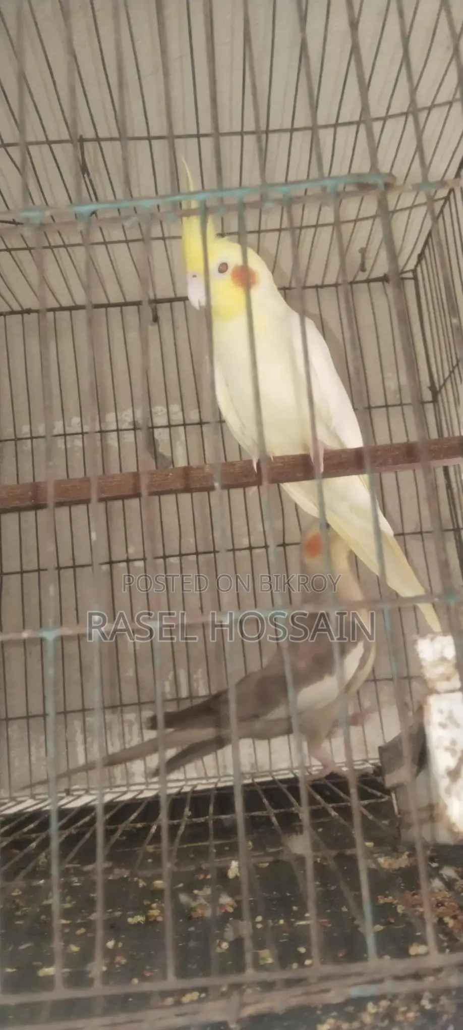 Cockatiel Running Pair
