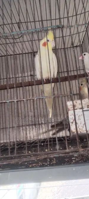 Cockatiel Running Pair