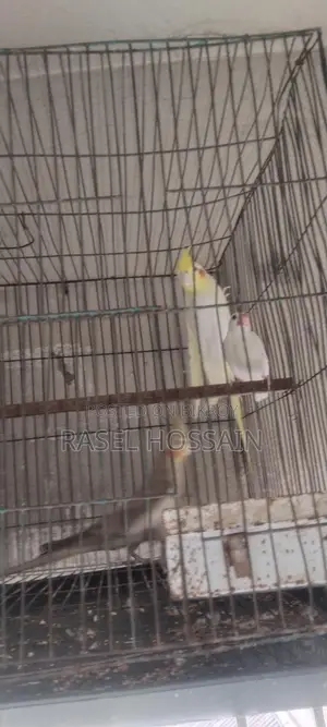 Cockatiel Running Pair