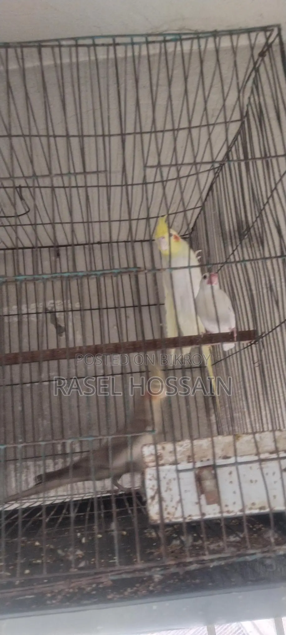 Cockatiel Running Pair