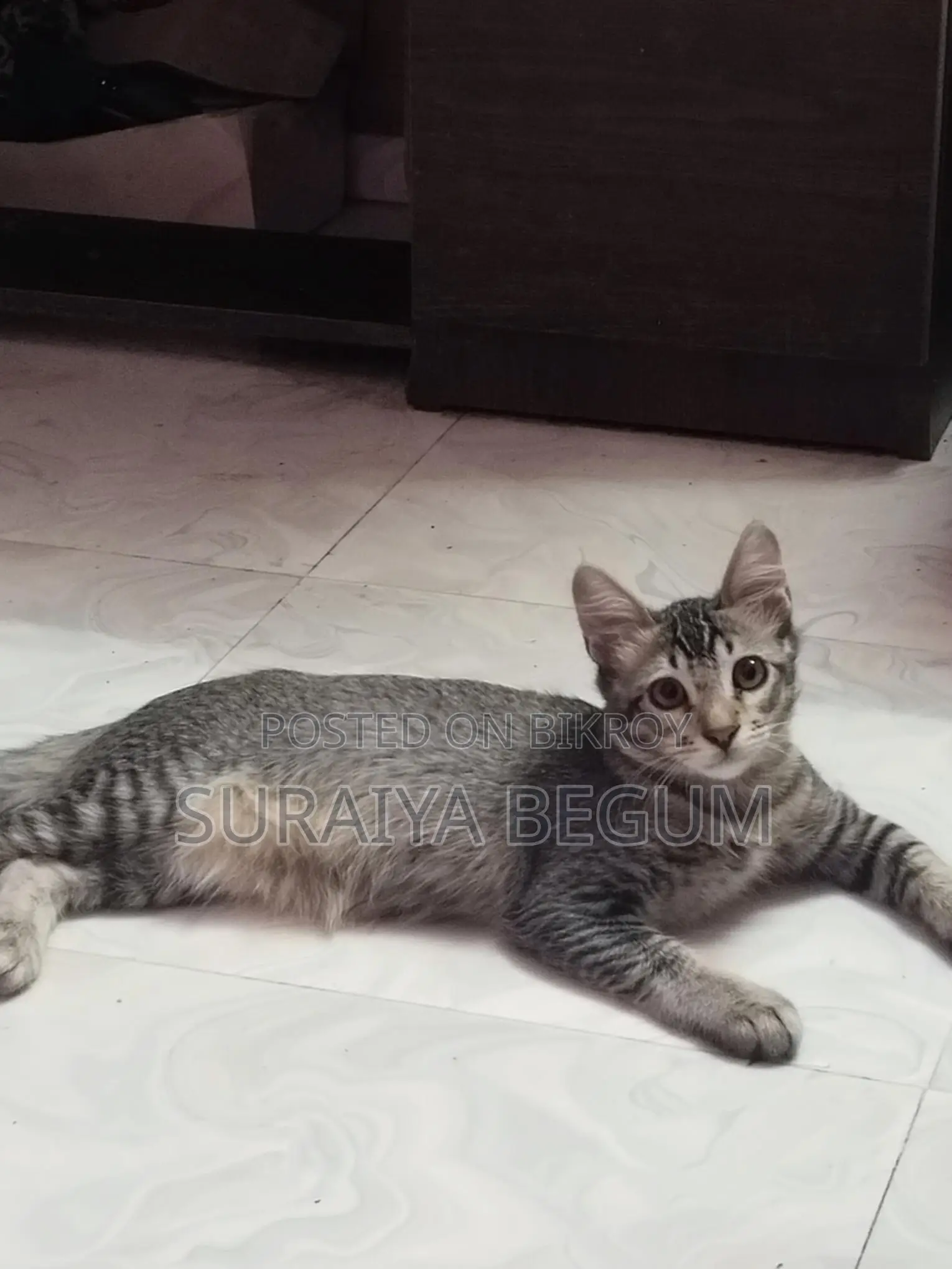 Mixed Cat For Sale