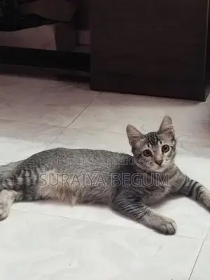 Mixed Cat For Sale