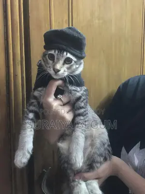 Mixed Cat For Sale