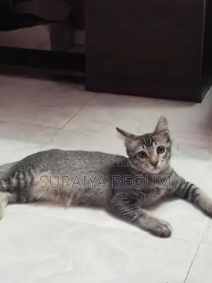 Mixed Cat For Sale