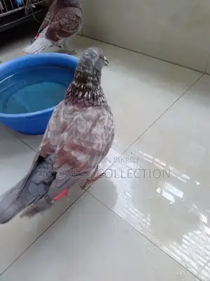 কবুতর বিক্রয়