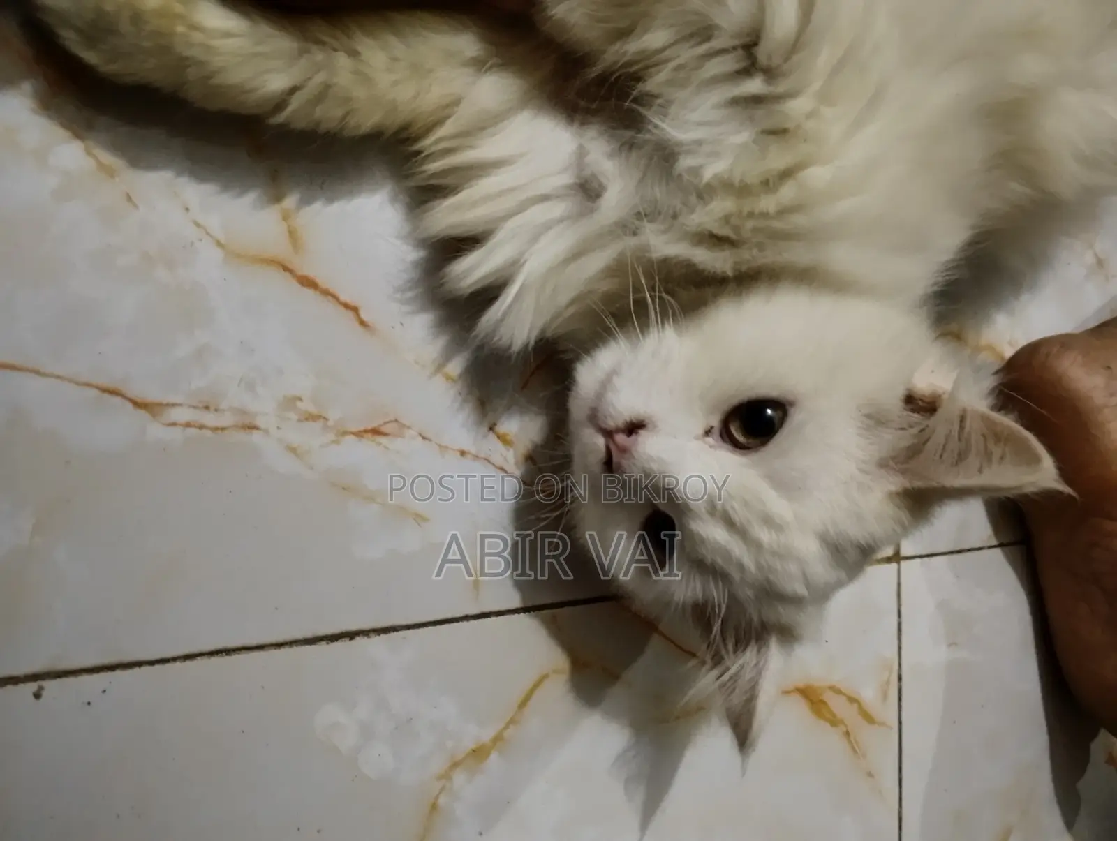 Persian Cat