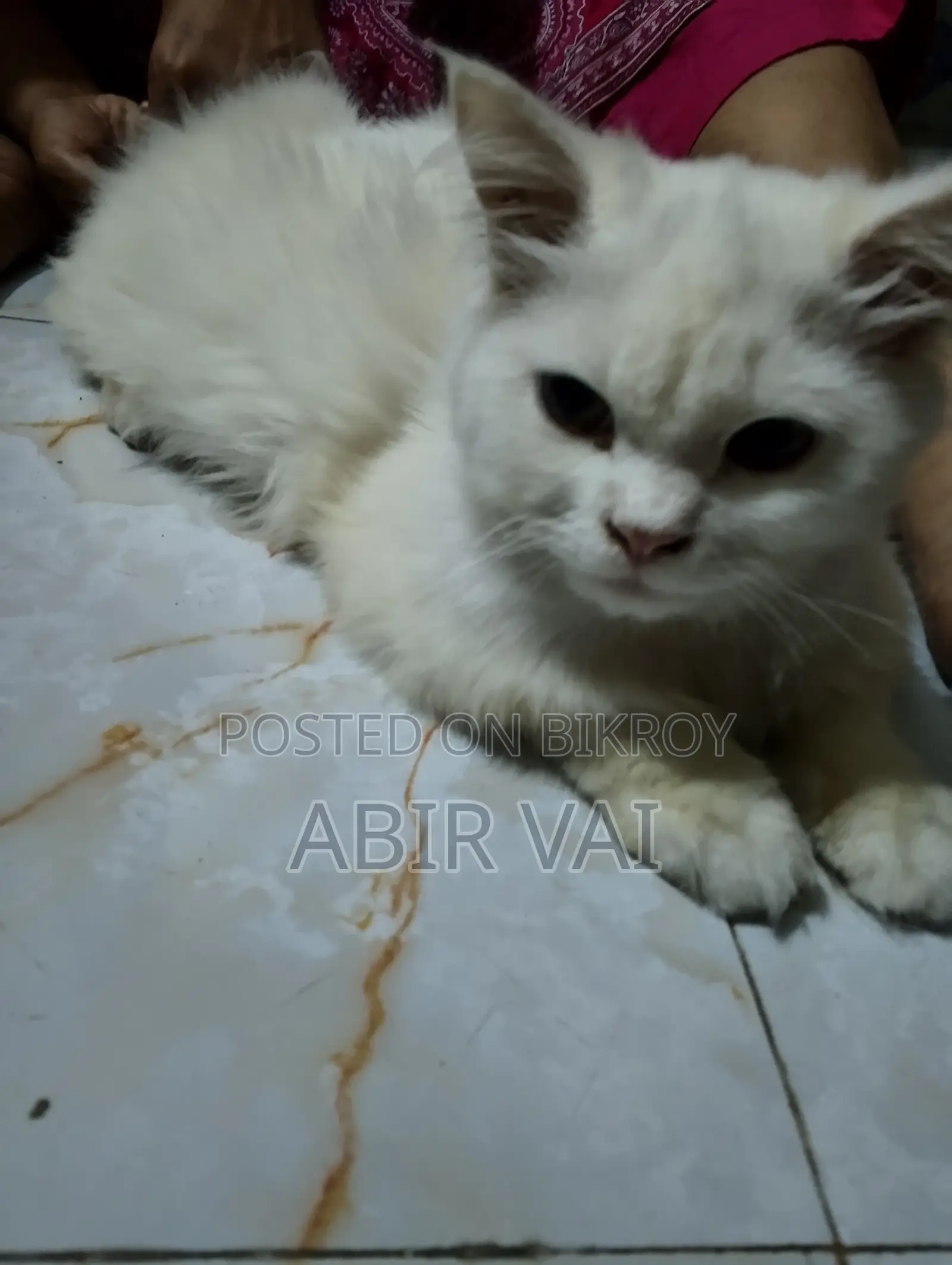 Persian Cat