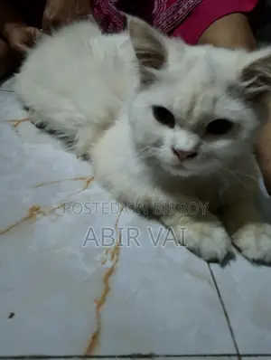 Persian Cat