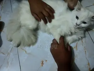 Persian Cat