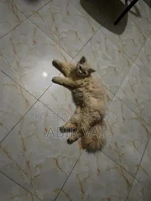 Persian Cat